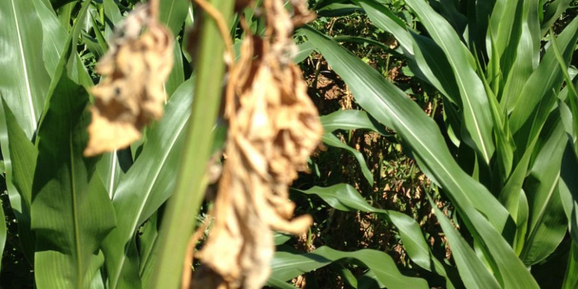 Ensayo con herbicidas de hoja ancha en maíz