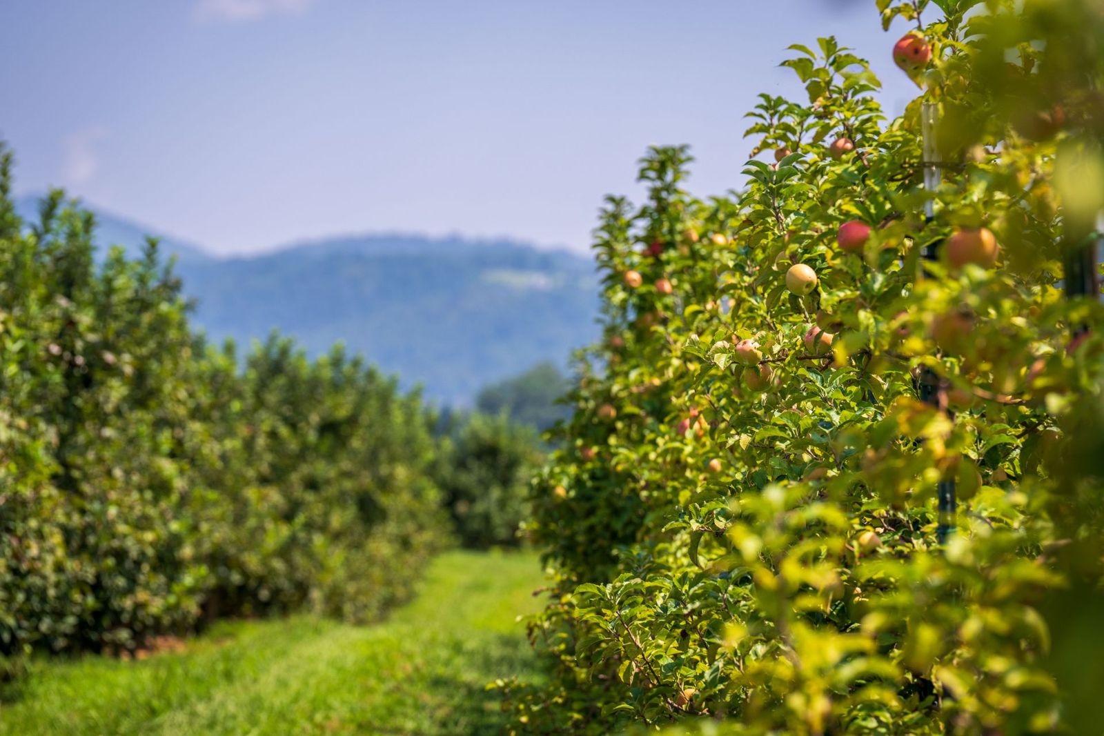 Frutales en hileras con las montañas al fondo