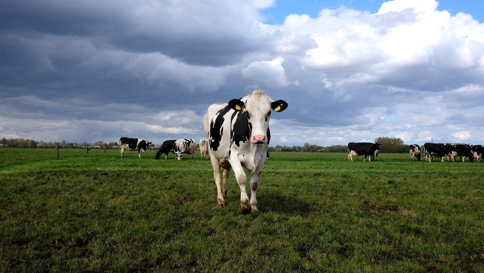 Vaca frisona en una pradera verde bajo un cielo atlántico