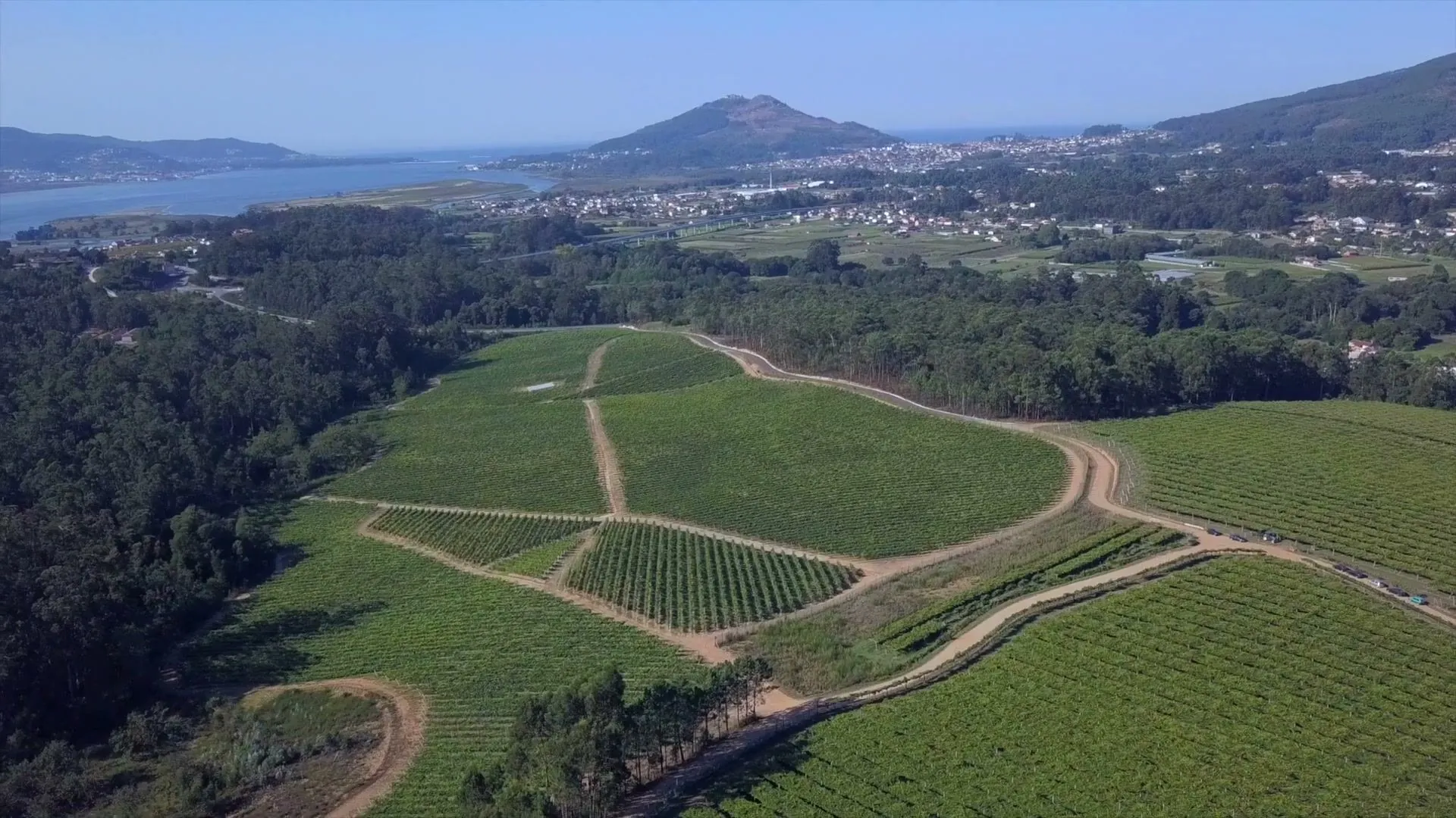 Viñedo con la ría al fondo