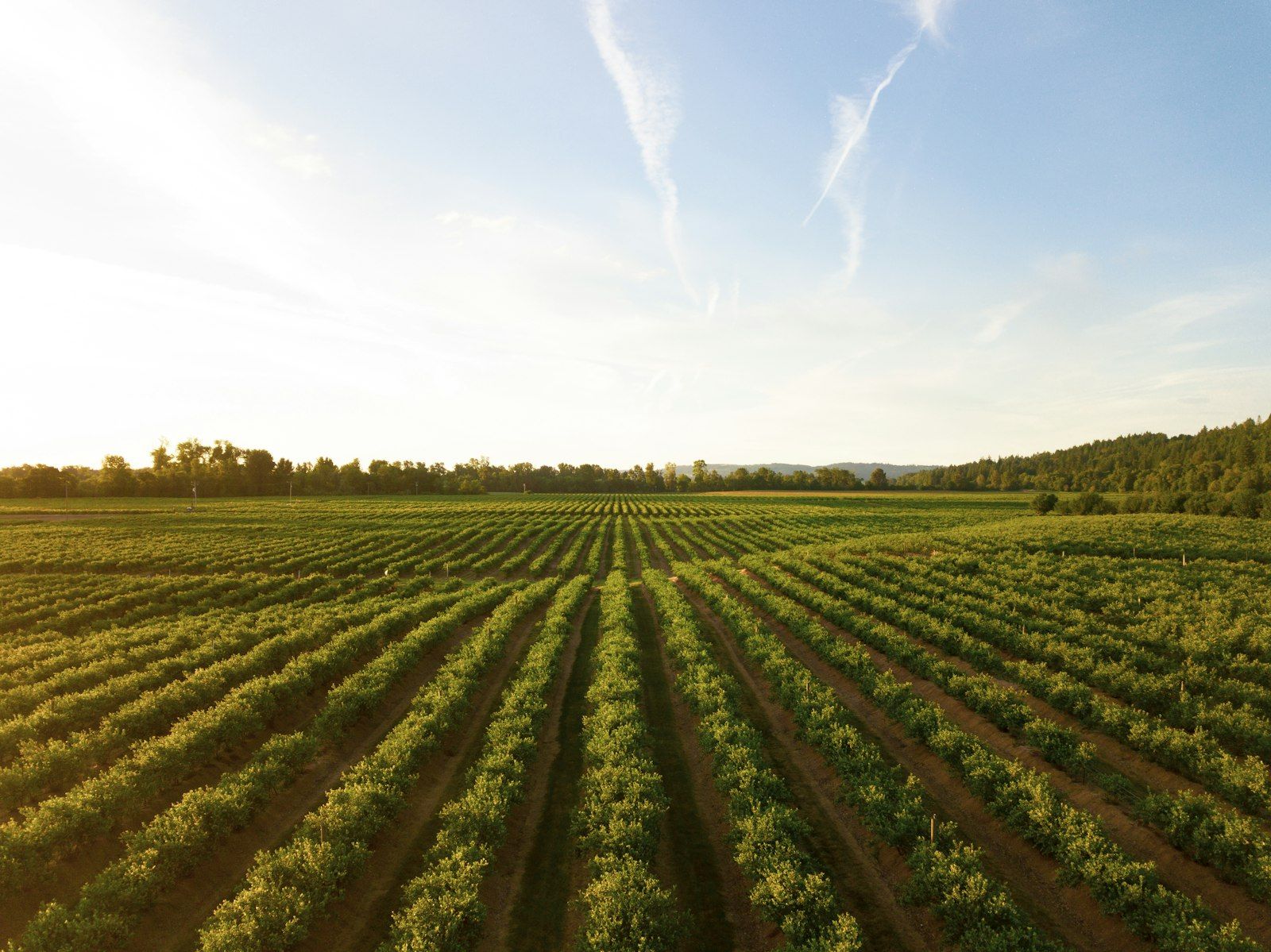 Vista aérea de plantación en hileras